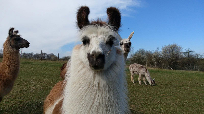 Nahaufnahme von einem Lama - Aplaka Auszeit bei Görlitz