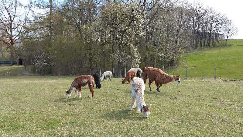 Alpakaherde - Alpaka Auszeit bei Görlitz