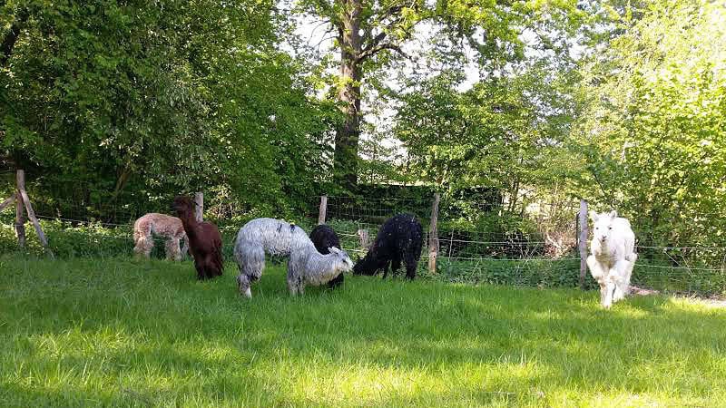 Alpakaherde auf grüner Wiese - Alpaka Auszeit bei Görlitz