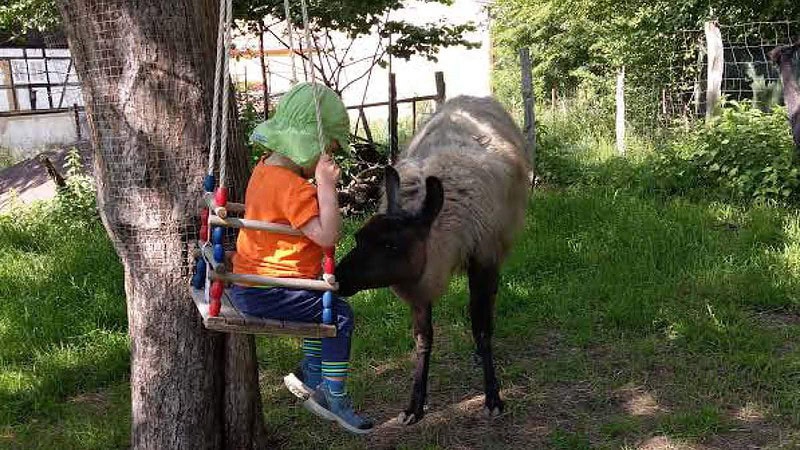Kind in einer Schaukel mit einem Alpaka - Aplaka Auszeit bei Görlitz