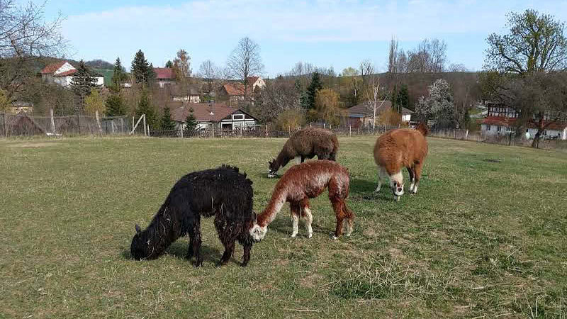 Alpakaherde beim Grasen