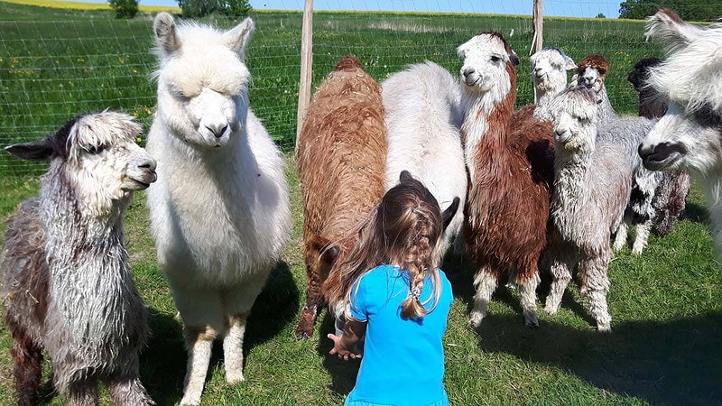 Kind füttert Alpakaherde - Picknick mit Alpakas bei Görlitz