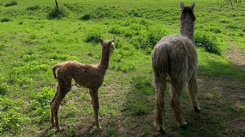 Babyalpaka und Mutter Alpaka - Picknick mit Alpakas bei Görlitz