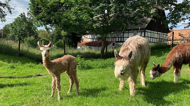 Babyalpaka Beige mit Mutter - Alpaka Picknick bei Görlitz