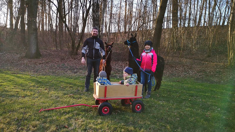 Alpakas werden geführt, zwei Kinder im Bollerwagen-Alpaka Wanderung bei Görlitz