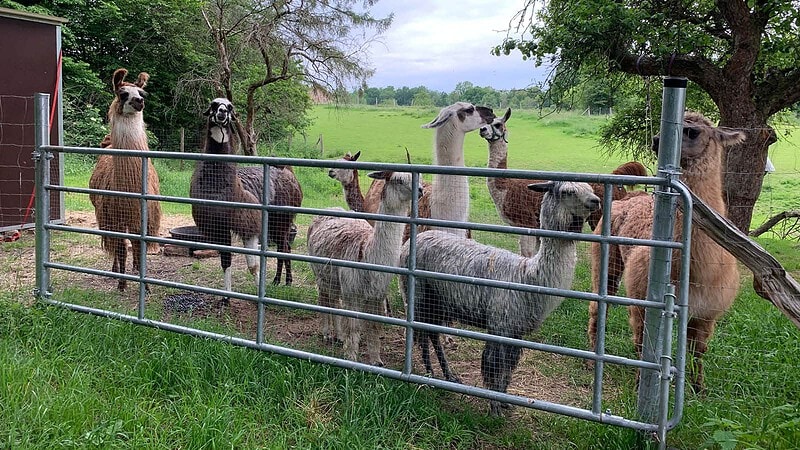 Alpakaherde auf der Weide-Alpaka Wanderung bei Görlitz