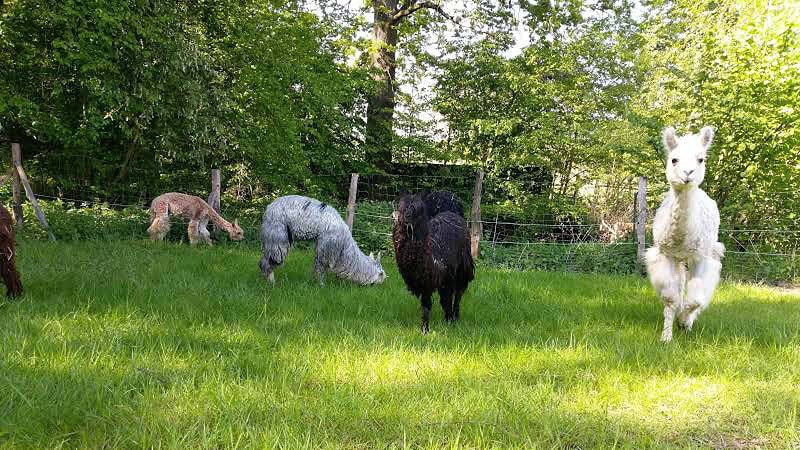 Alpakas auf der Weide im Schatten-Alpaka Wanderung bei Görlitz