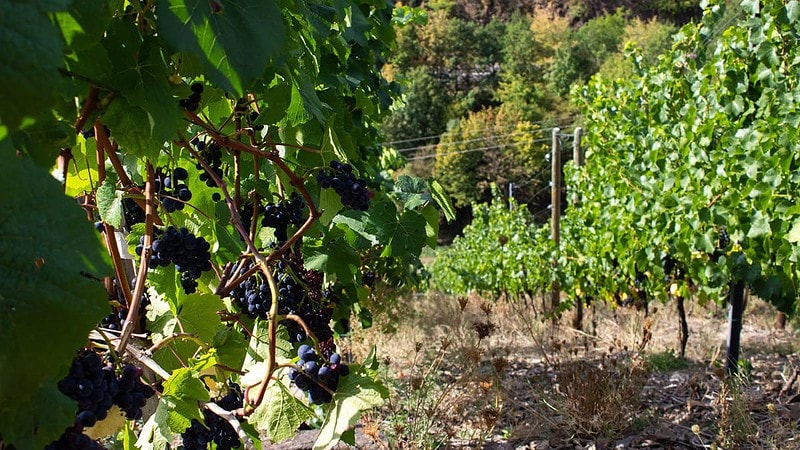Weinreben mit Weintrauben in Ahrtal