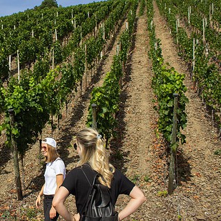 Gruppe bei einer Weinwanderung durch Weinreben vorbei