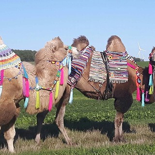 zwei Kamele mit Schmuck-Kamelreiten bei Görlitz