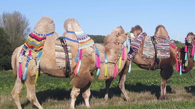 zwei Kamele mit Schmuck-Kamelreiten bei Görlitz