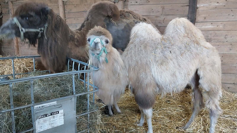 zwei Kamele im Stall-Kamelreiten bei Görlitz
