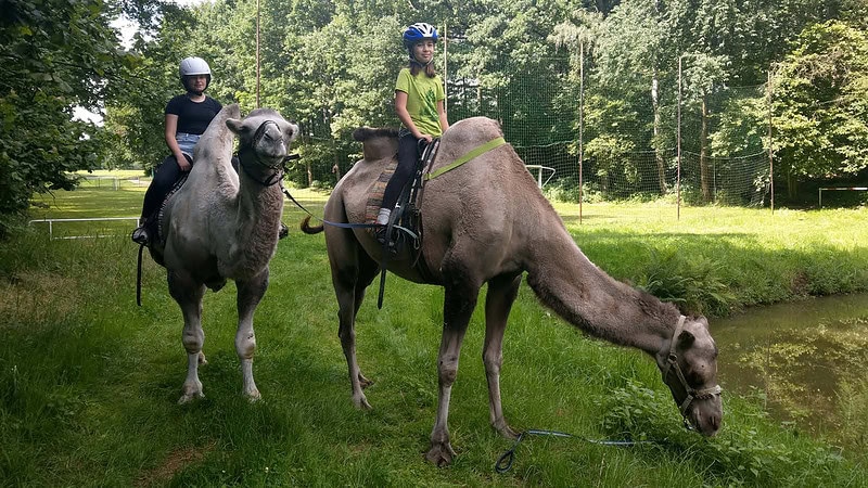 Kamelreiten - Kamelreiten bei Görlitz