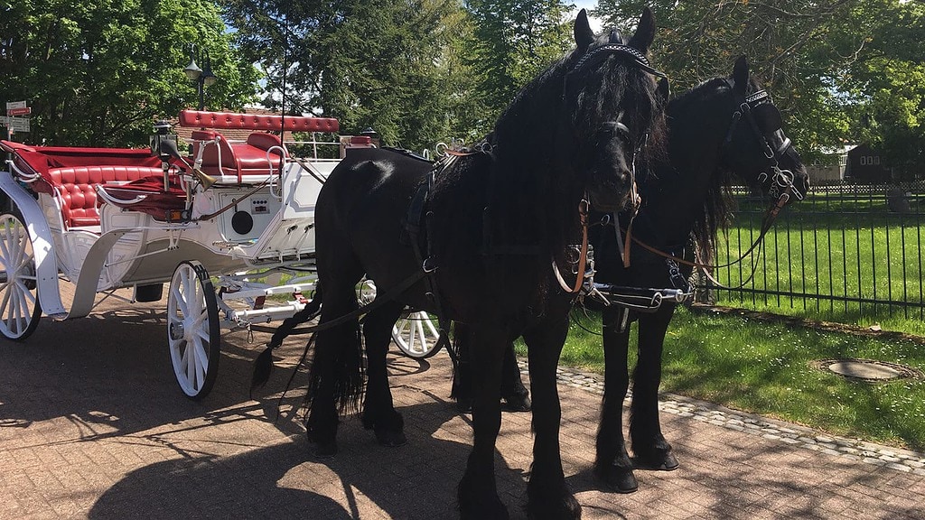 Zwei schwarze Pferde stehen, dahinter eine Kutsche