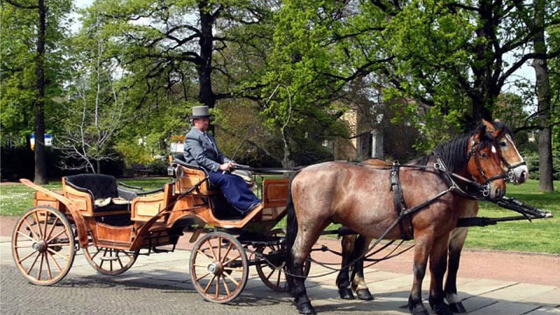 Pferdekutsche der Kutschfahrt in Moritzburg