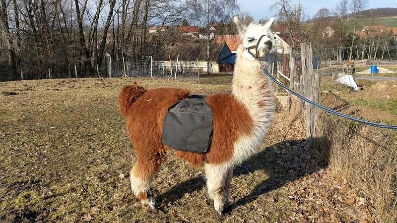 Alpaka mit Tragetasche-Alpaka Wanderung bei Görlitz