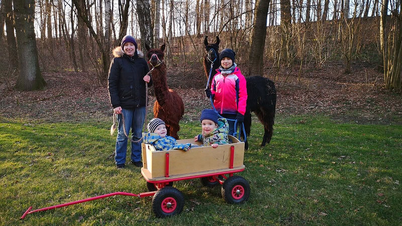 Zwei Alpakas, zwei Kinder im Bollerwagen-Lama Wanderung bei Görlitz