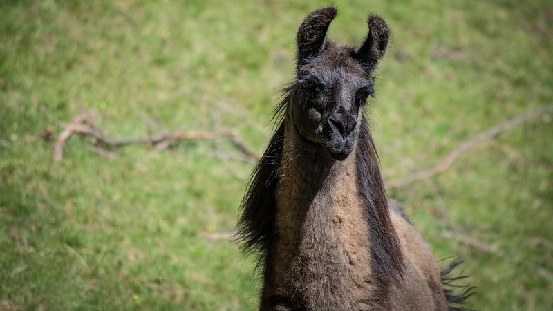 schwarzes Lama-Lama Wanderung bei Görlitz