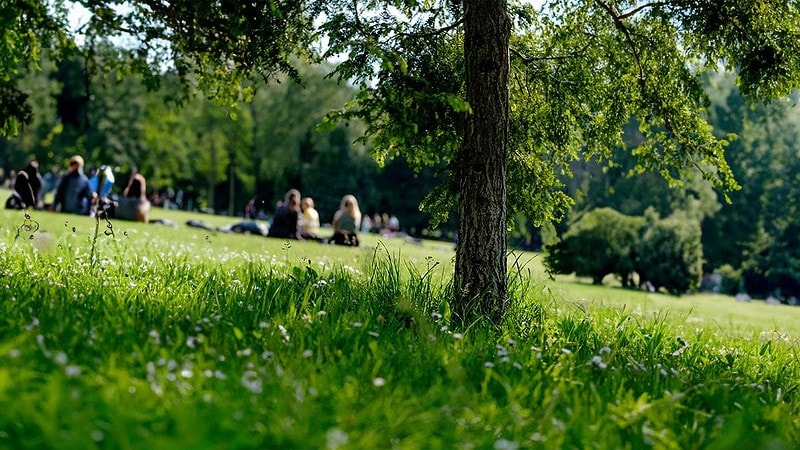 Gruppen von Menschen sitzen gemütlich bei Sonnenschein auf einer Wiese. - Picknick in Dresden