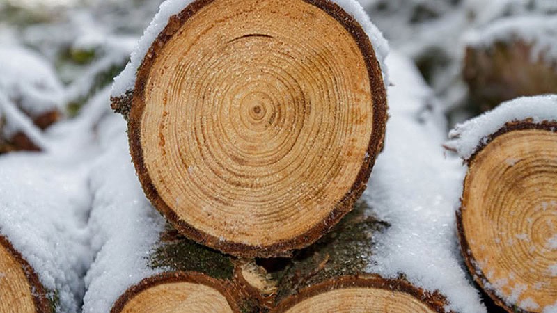 Verschneite Baumstämme gestapelt.