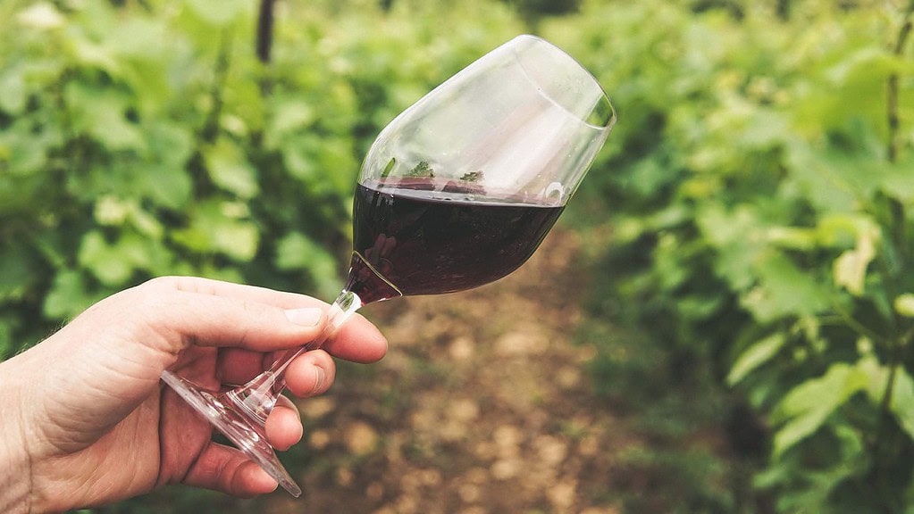 Eine Hand hält ein Glas mit Rotwein, im Hintergrund sieht man einen Weinberg
