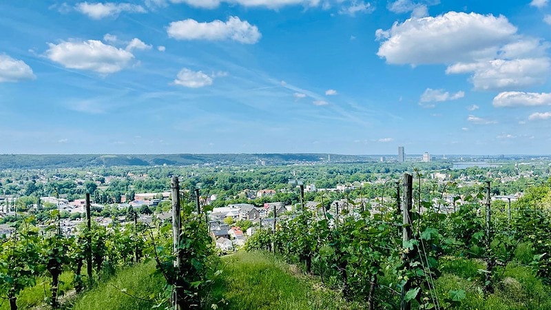 Aussicht über Königswinter am Weinreben.