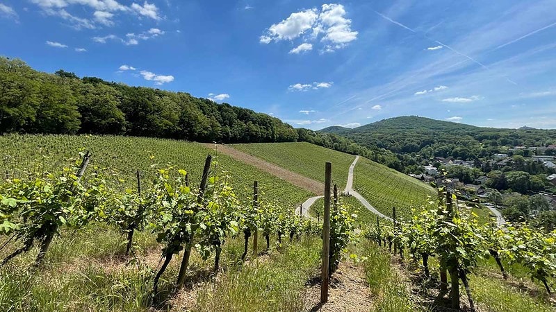 Weinreben mit Wanderweg im Königswinter.