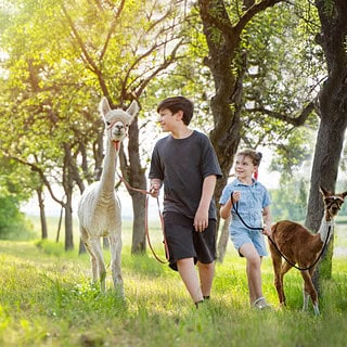 Eine Familie wandert mit süßen Alpakas auf einer Wiese