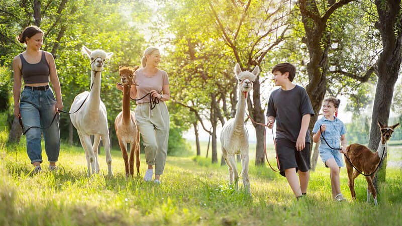 Eine Familie wandert mit süßen Alpakas auf einer Wiese