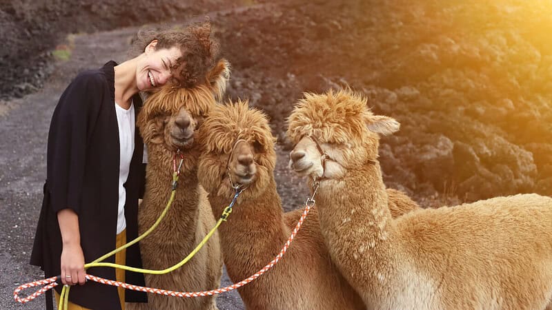 Eine Frau wandert und kuschelt mit 3 Alpakas