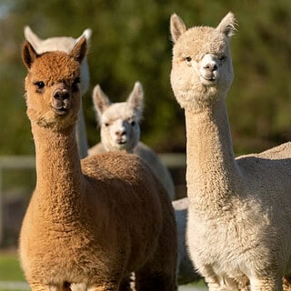 Eine Alpaka Herde genießt das sonnige Wetter