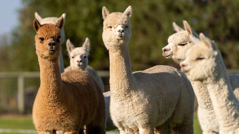Eine Alpaka Herde genießt das sonnige Wetter