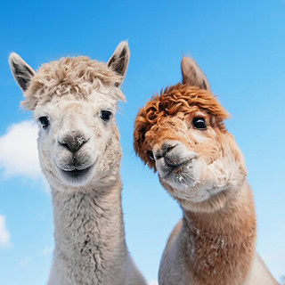 alpaka-startseite-produkte Zwei Alpakas schauen nach vorn.