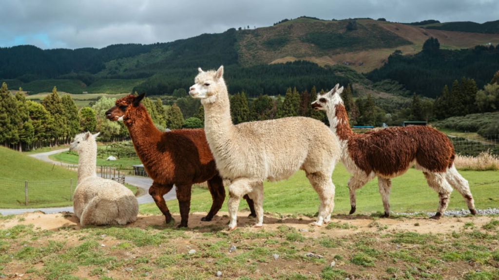 alpaka-wanderung 4 Alpakas wandern auf einer Wiese