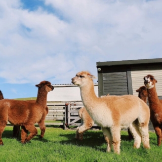 Alpakas auf einer Wiese