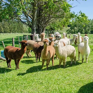 Eine Herde von süßen Alpakas auf einer Wiese