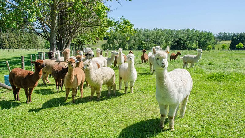 Eine Herde von süßen Alpakas auf einer Wiese