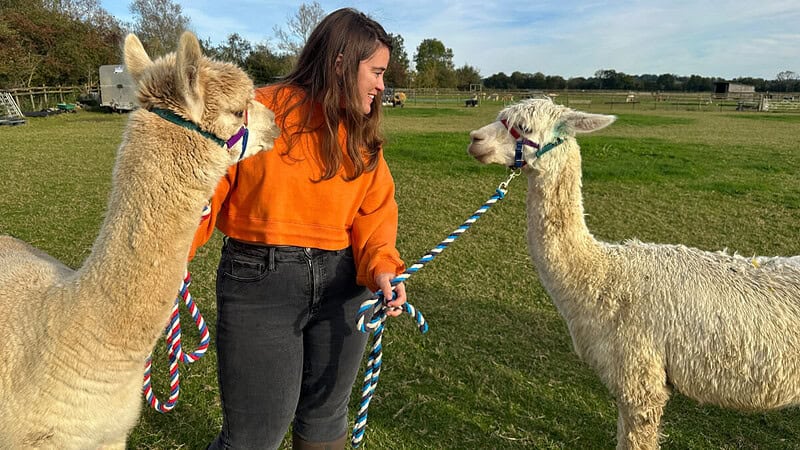 Eine Frau wandert mit 2 Alpakas