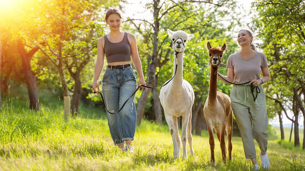 frauen-wandern-mit-alpakas 2 Frauen wandern mit Alpakas auf einer Wiese
