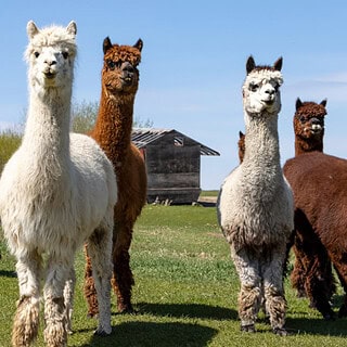 Eine Herde von Alpakas auf einer Wiese