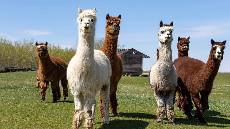 Eine Herde von Alpakas auf einer Wiese