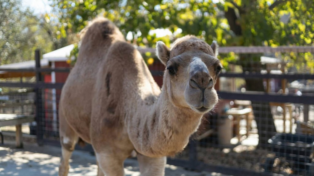 kamelreiten-erlebnis Aufnahme eines sich nähernden Kamels