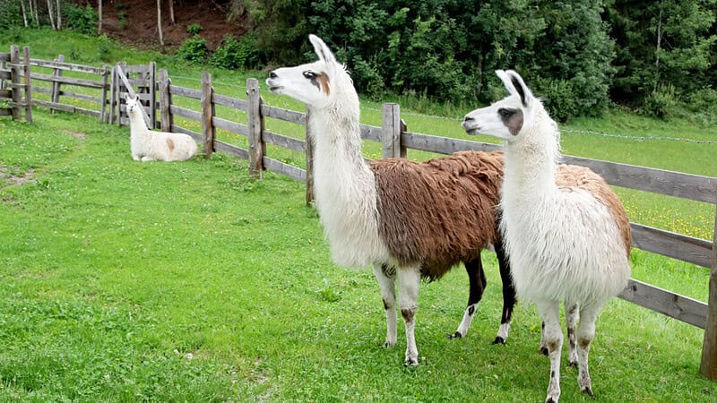 3 Lamas auf einer Wiese