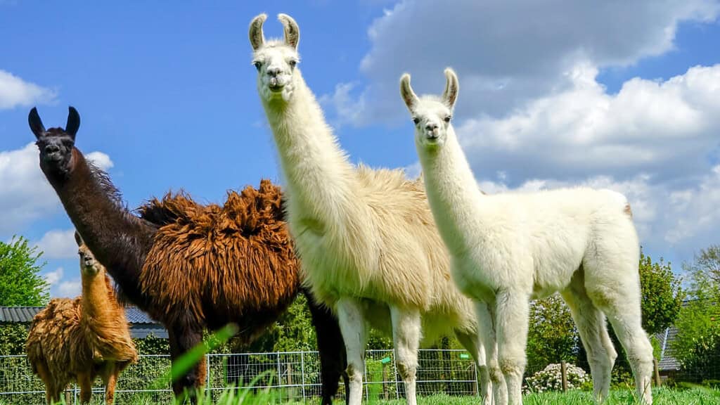 lama-herde 3 Lamas auf einer Wiese gucken neugierig in die Kamera