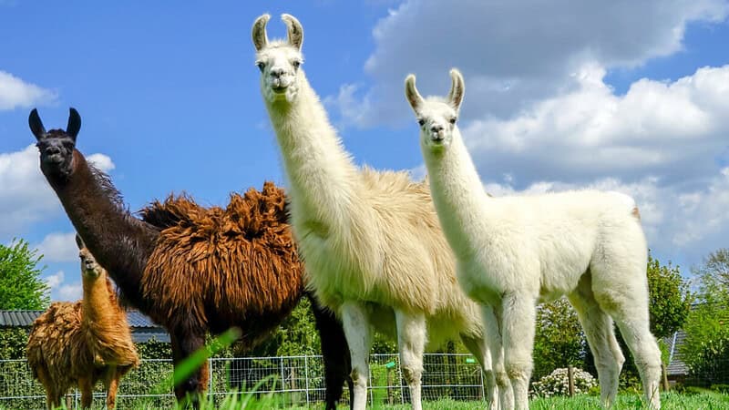 3 Lamas auf einer Wiese gucken neugierig in die Kamera