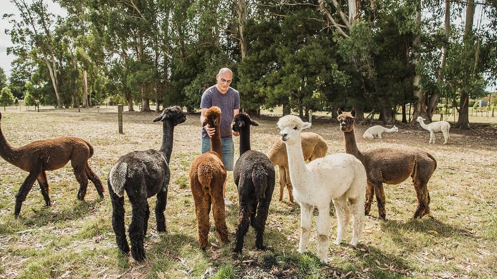 mann-mit-alpakas Ein Mann füttert eine Alapaka-Herde