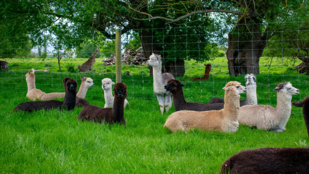 Viele Alpakas liegen zusammen auf einer Wiese