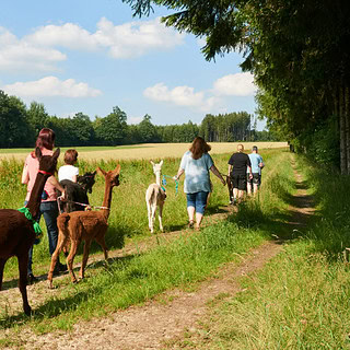 Eine Gruppe von Menschen wandert mit Alapakas durch den Wald