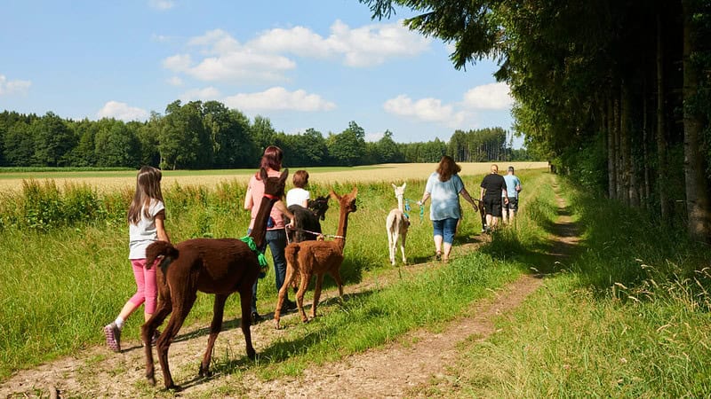 Eine Gruppe von Menschen wandert mit Alapakas durch den Wald