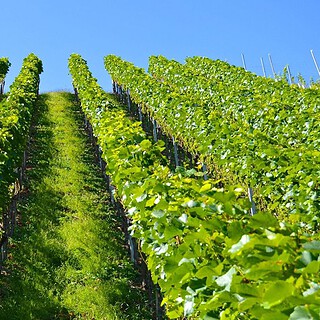 Weinreben und Wanderung in Sachsen